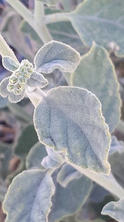 Heliotropium calcareum — search result for 'Heliotropium'