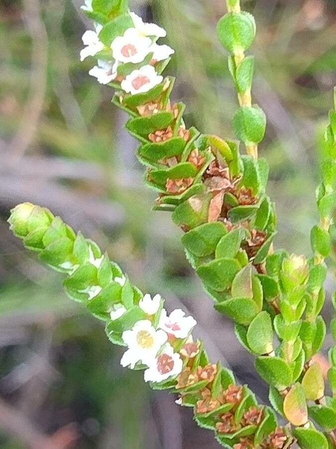 Baeckea imbricata flower