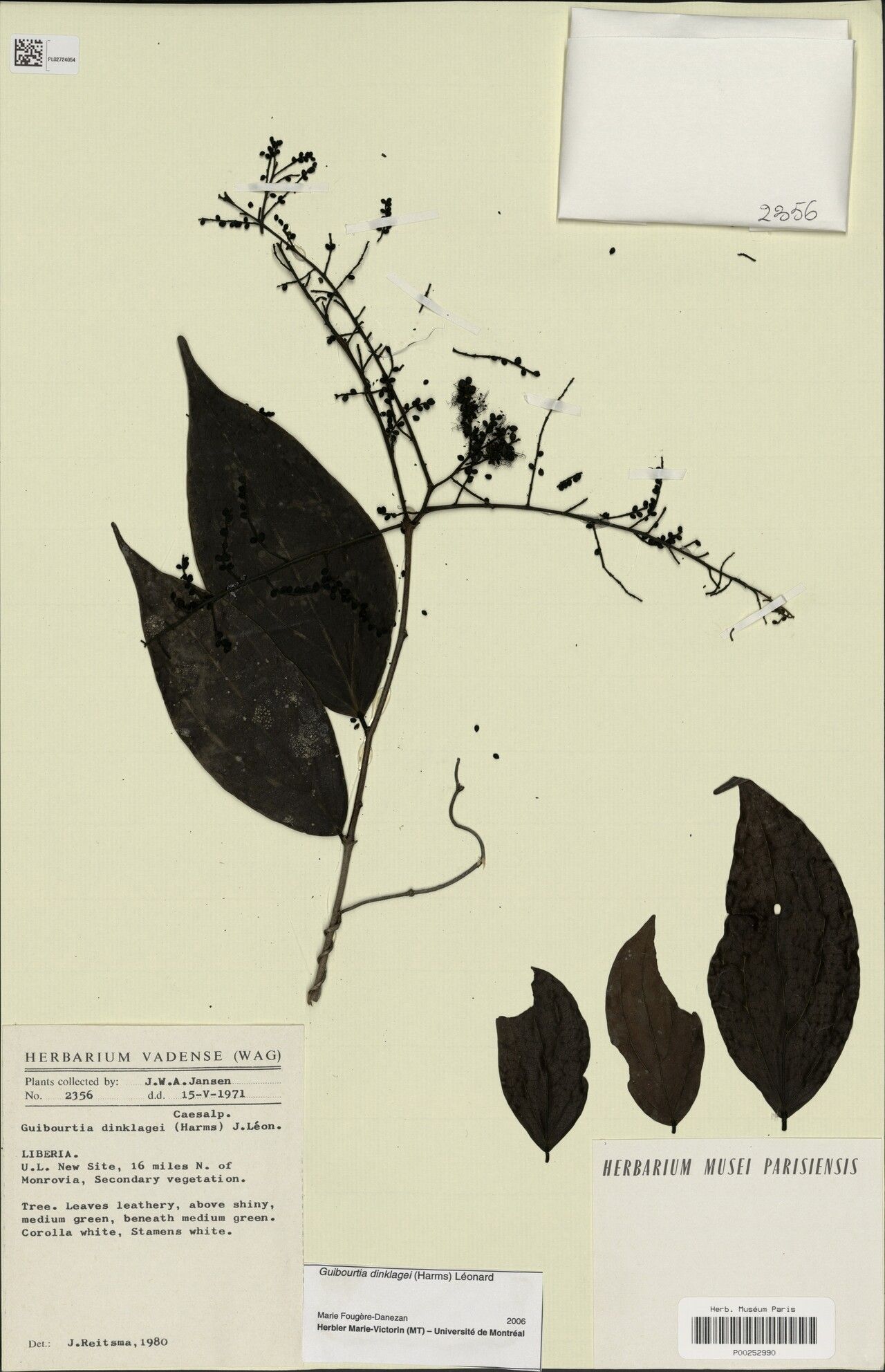 Guibourtia dinklagei — related species from the same genus