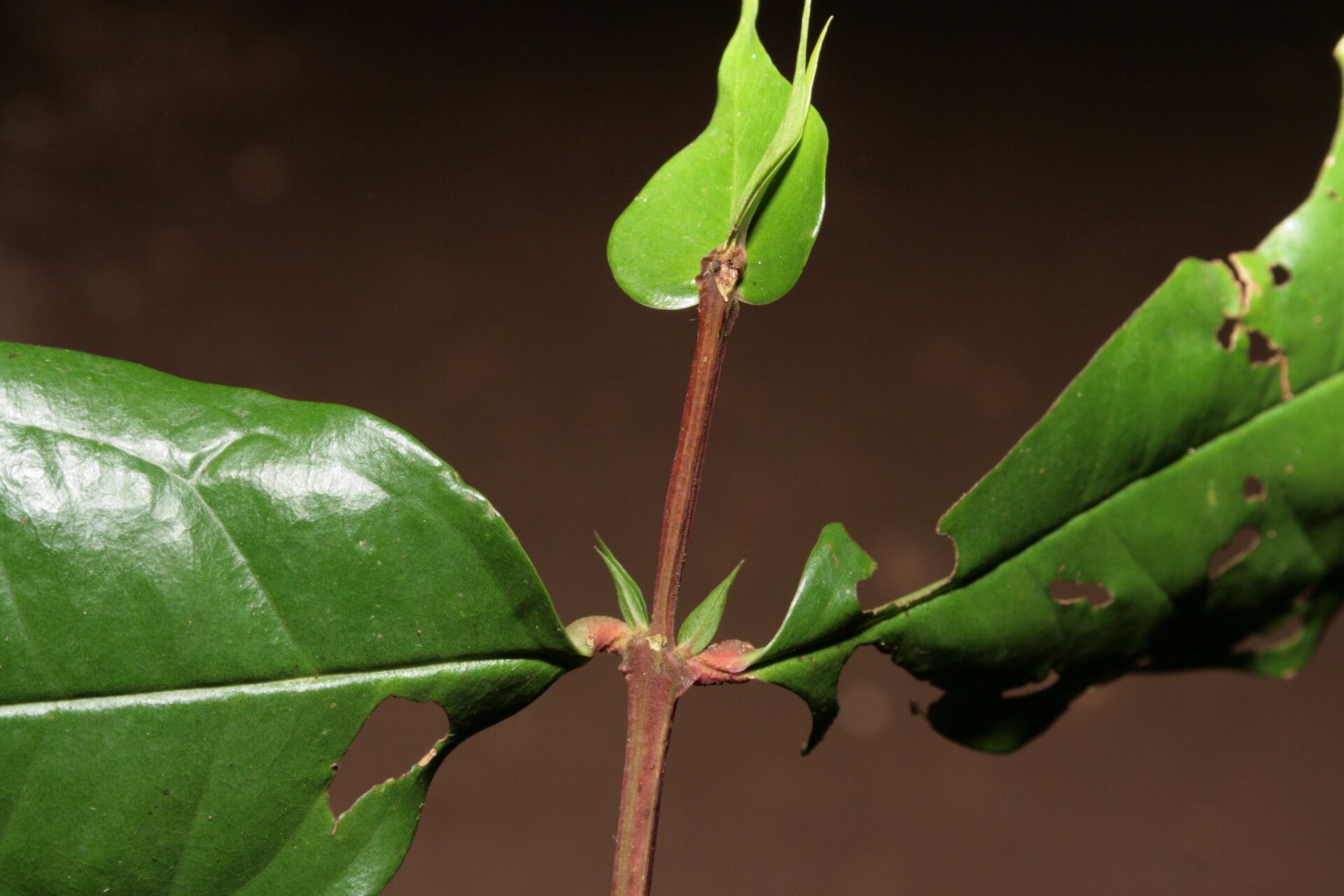 Syzygium longipes — houseplant care guide