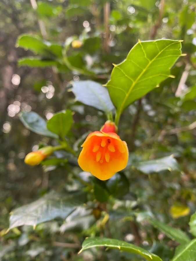 Desfontainia spinosa flower