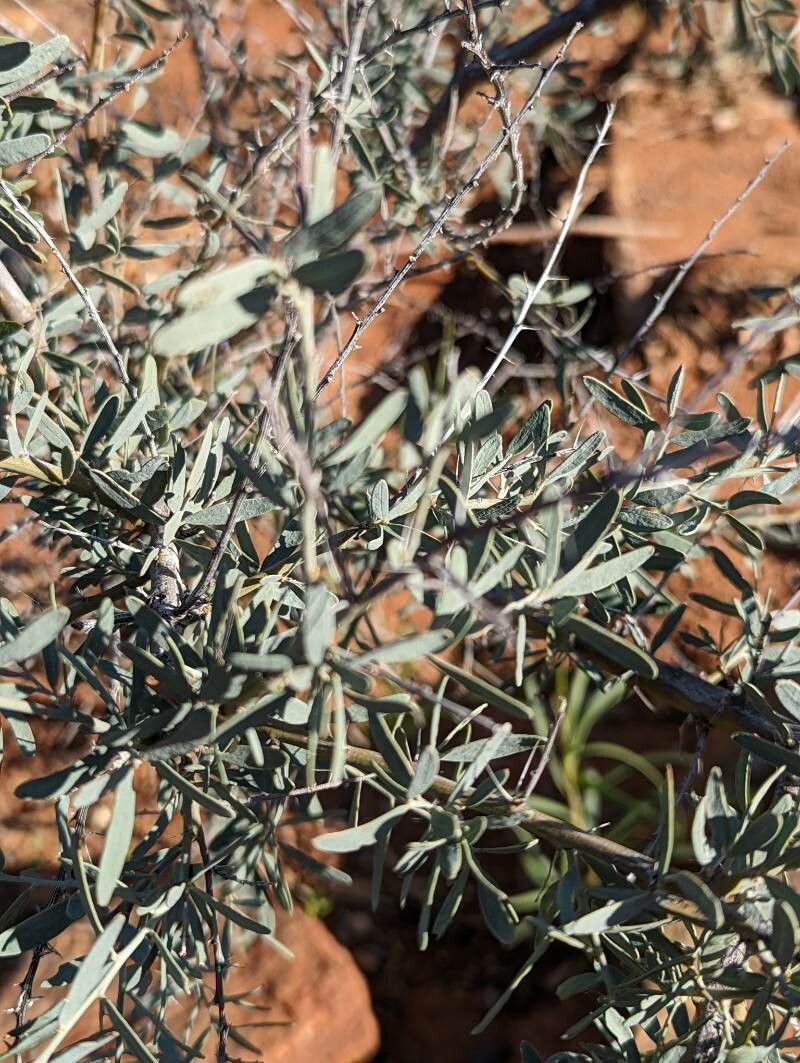 Acacia victoriae — houseplant care guide