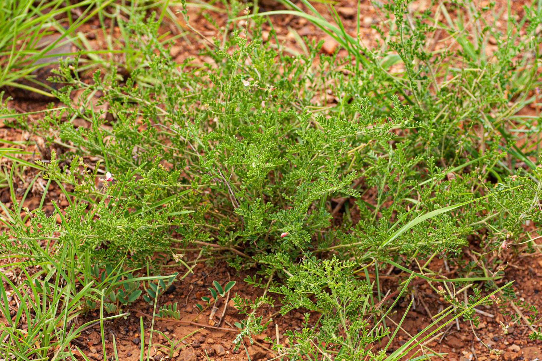 Indigofera zenkeri habit