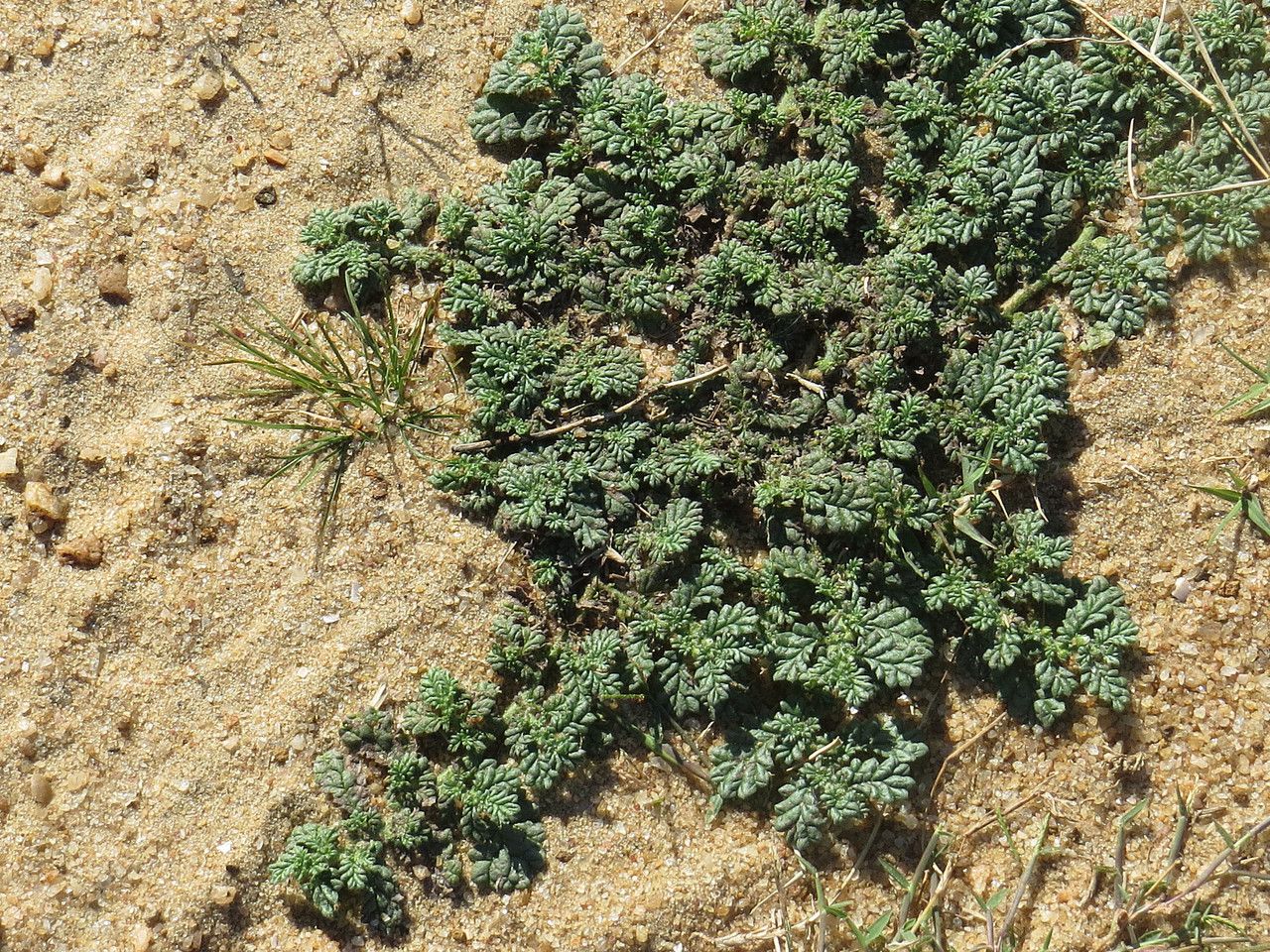 Coldenia procumbens leaf