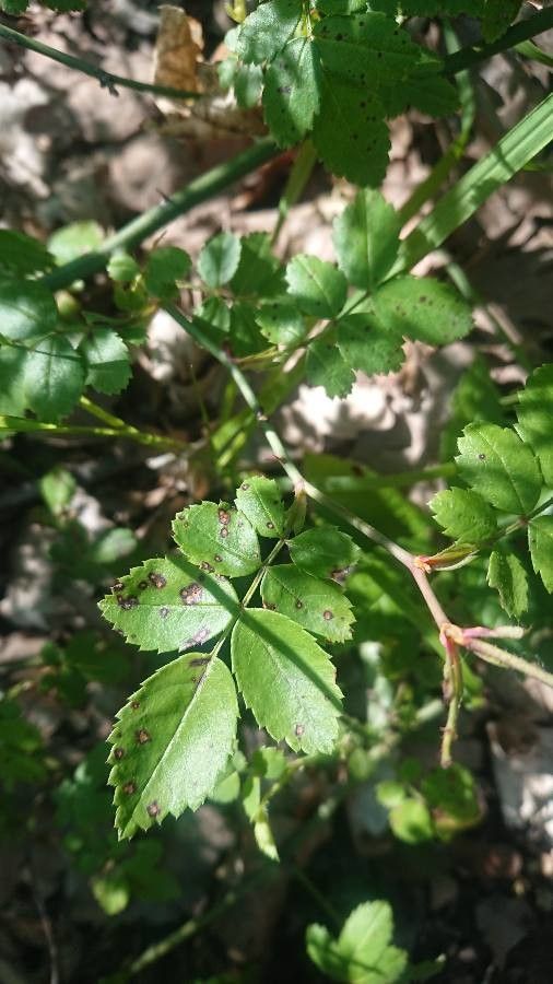 Rosa x pervirens — houseplant care guide