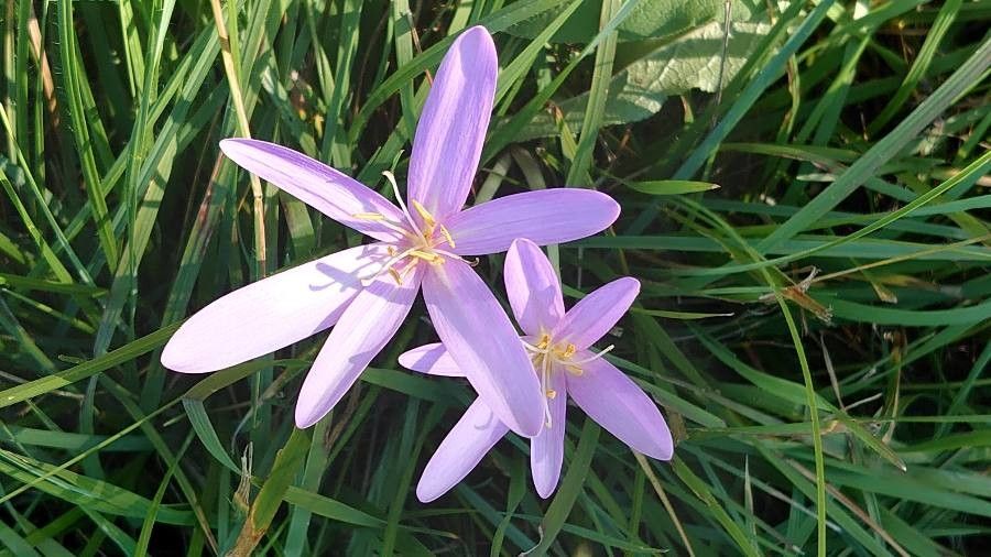 Colchicum autumnale flower