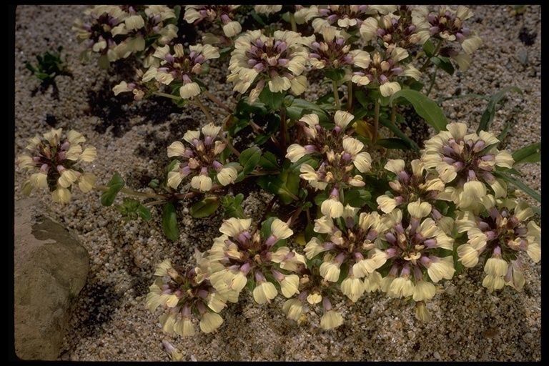 Collinsia corymbosa habit