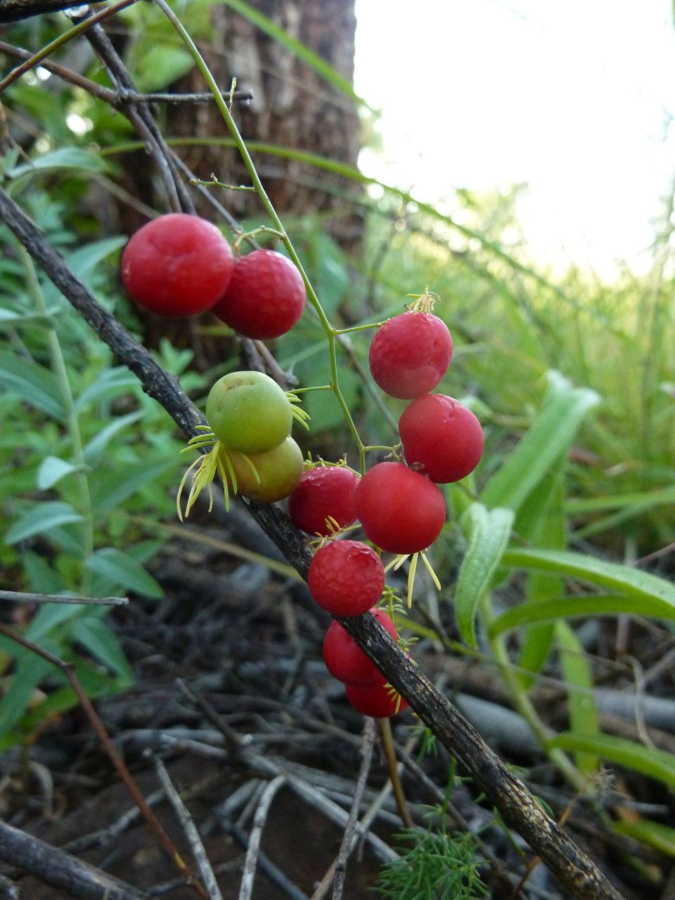 Asparagus falcatus fruit