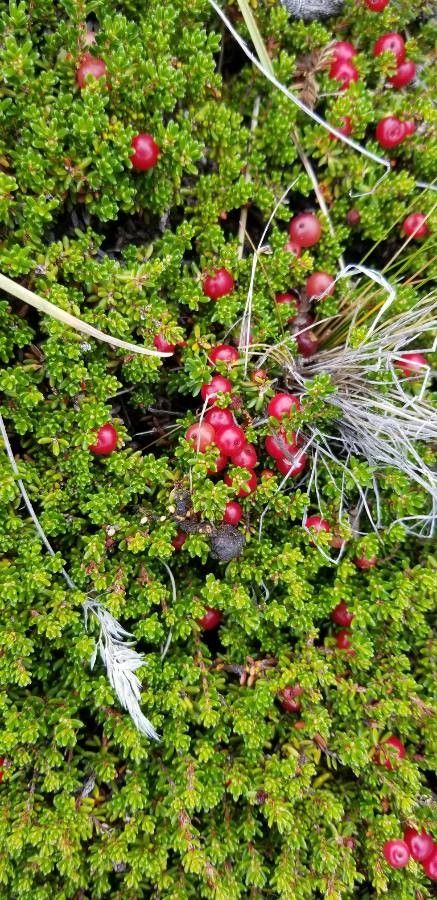 Gaultheria pumila — search result for 'Gaultheria'