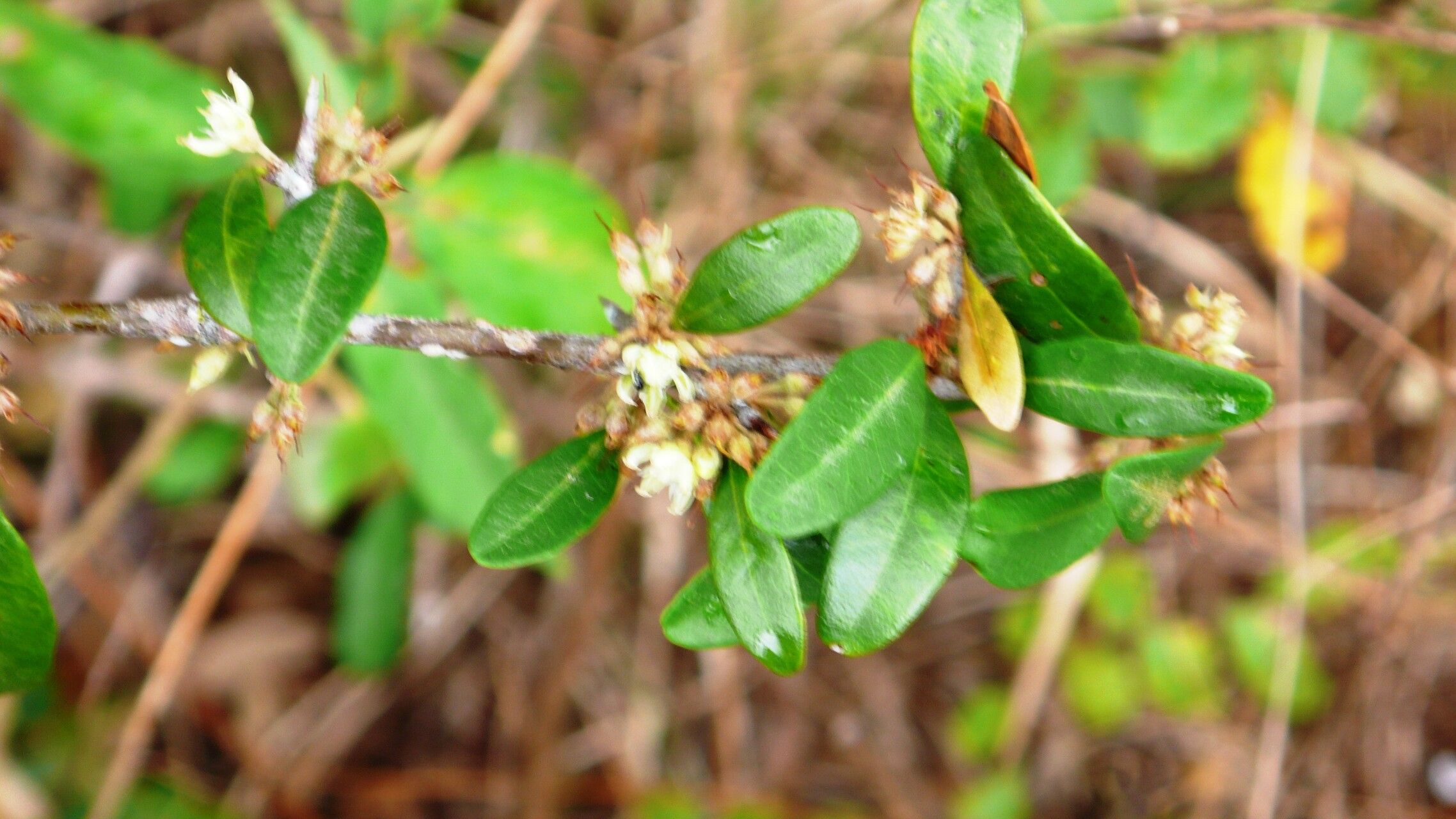 Sideroxylon obtusifolium flower