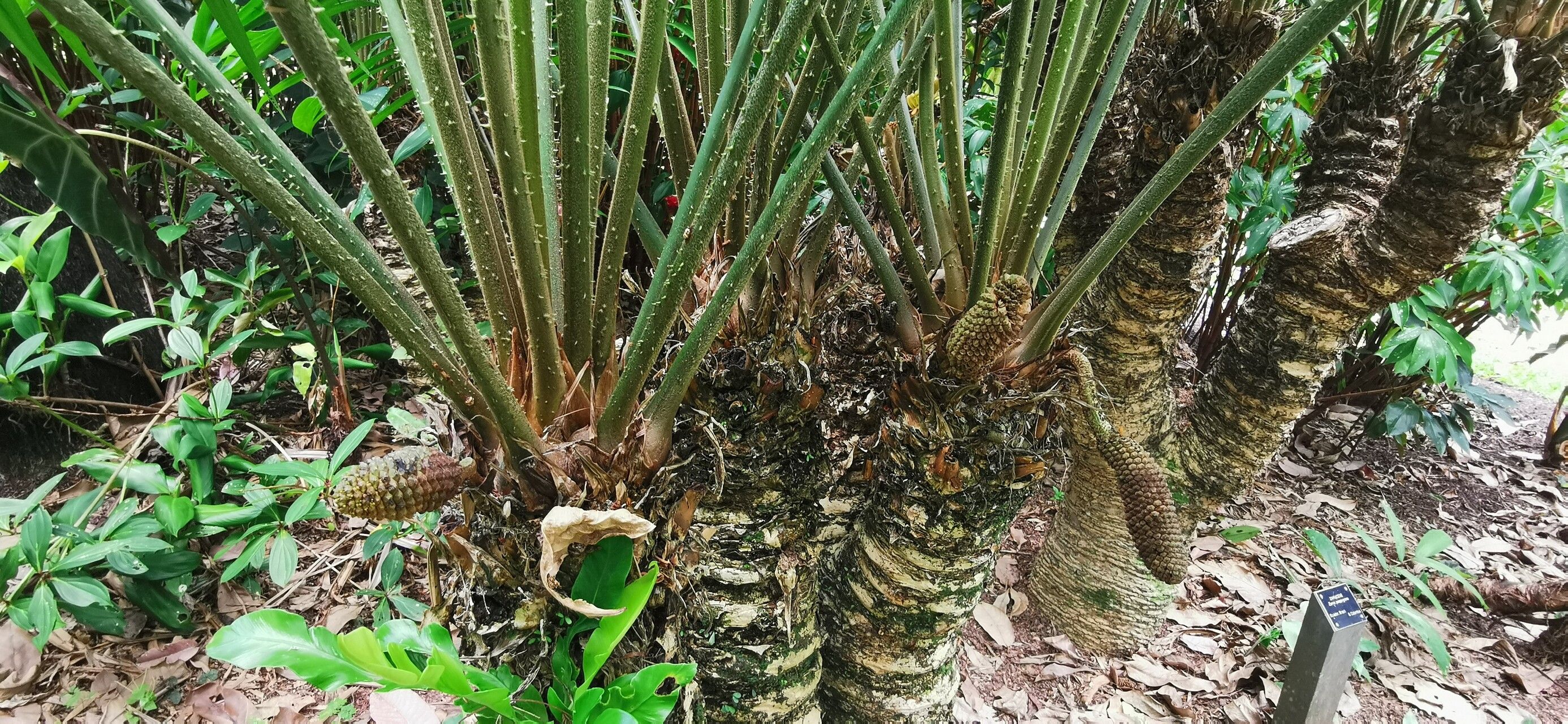 Zamia poeppigiana flower