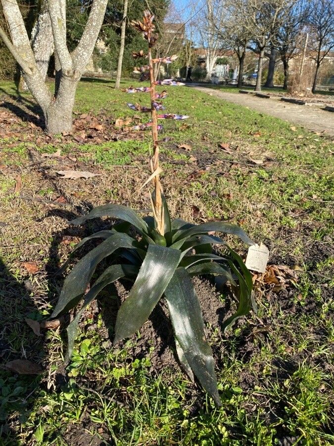 Aechmea fendleri habit