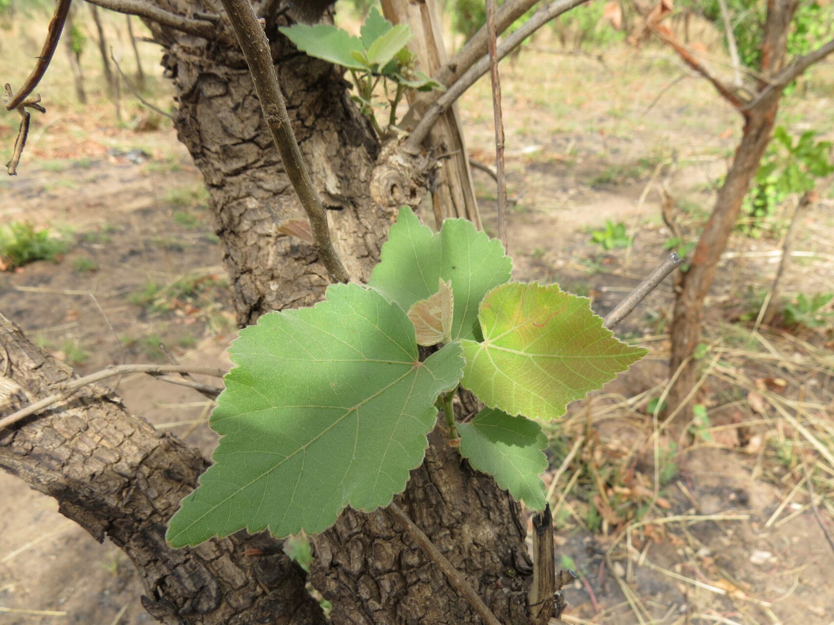 Dombeya quinqueseta leaf