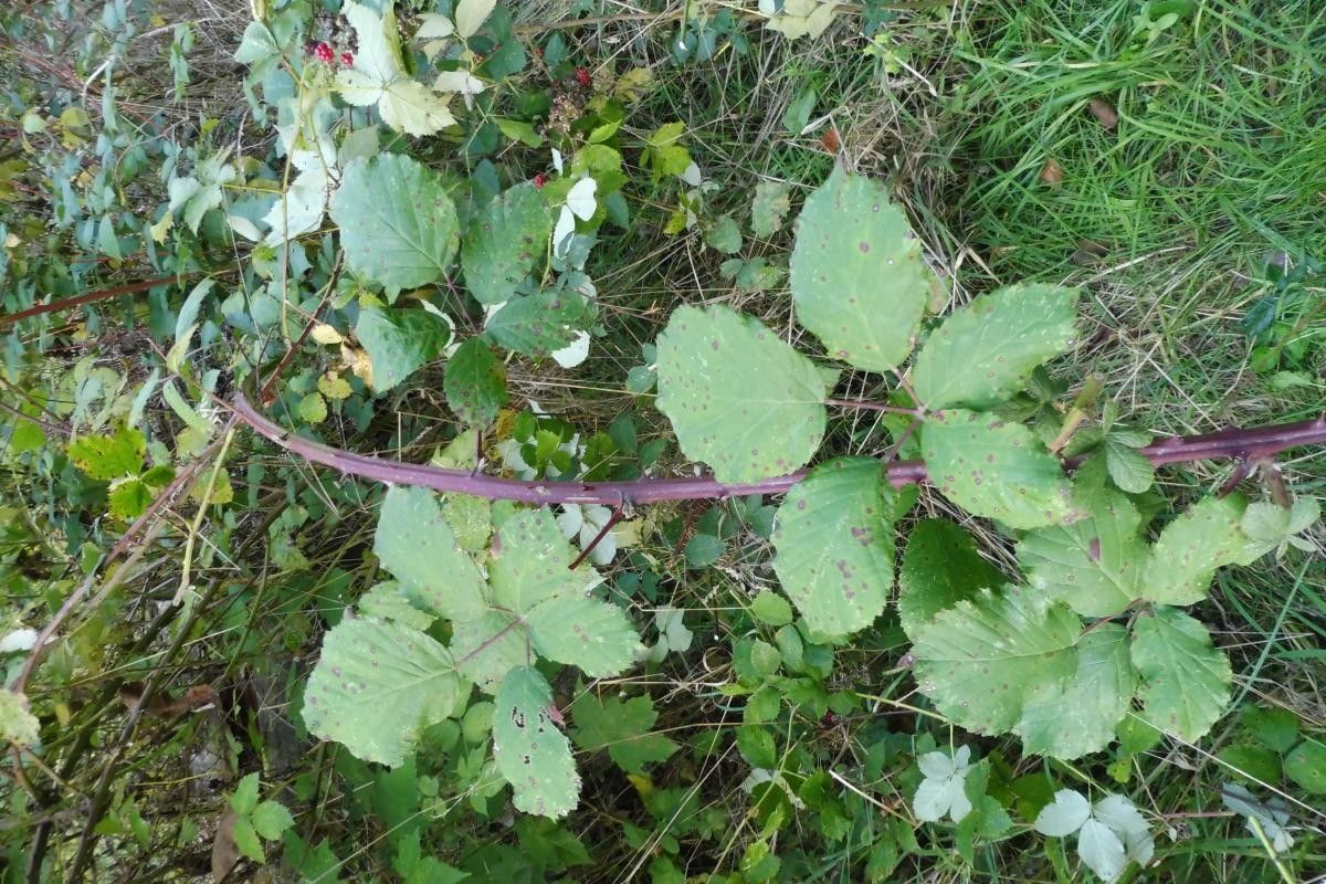 Rubus procerus leaf