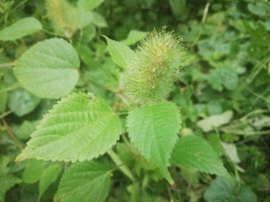 Acalypha alopecuroides flower
