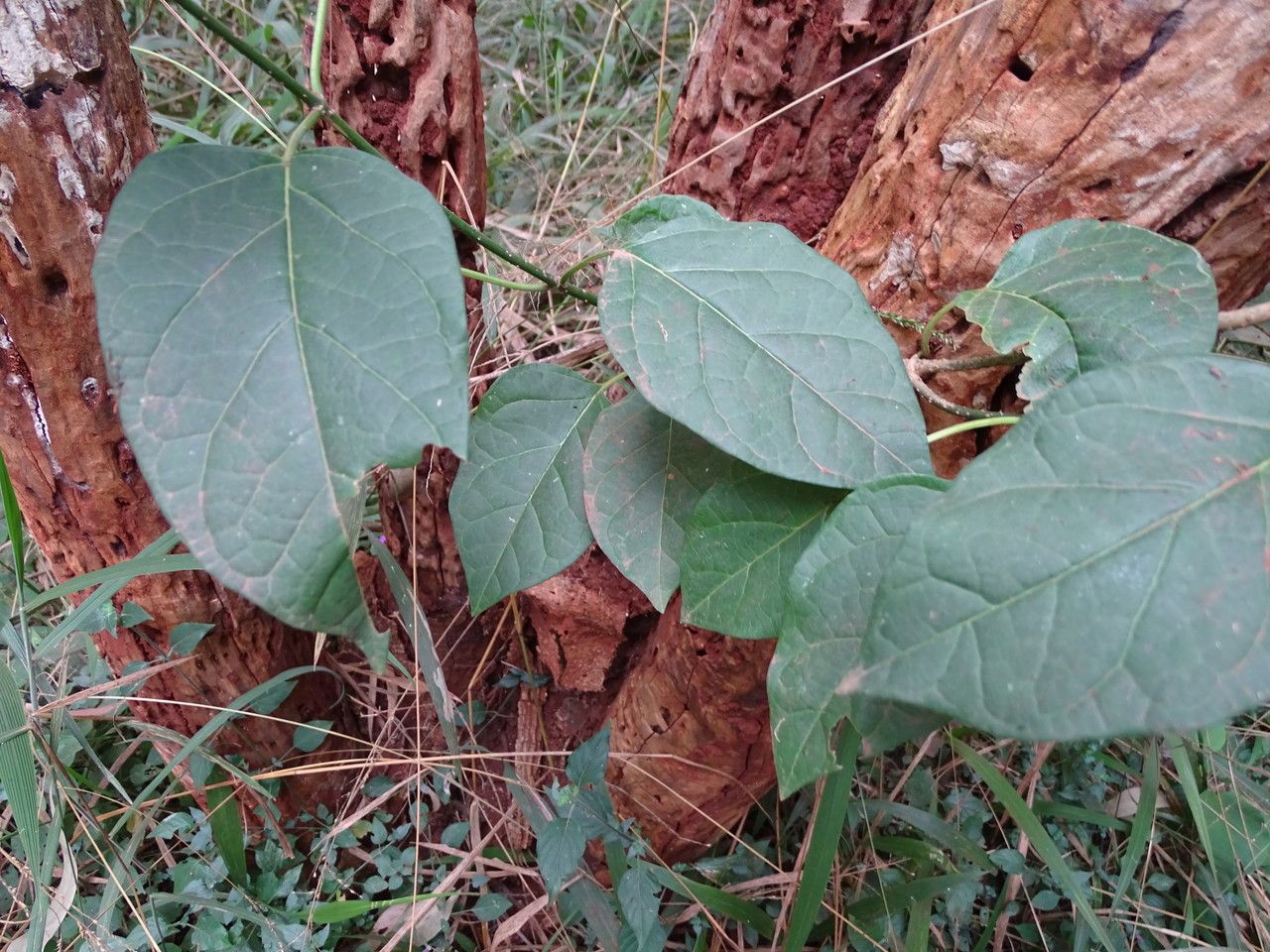 Grewia stuhlmannii — search result for 'Grewia'