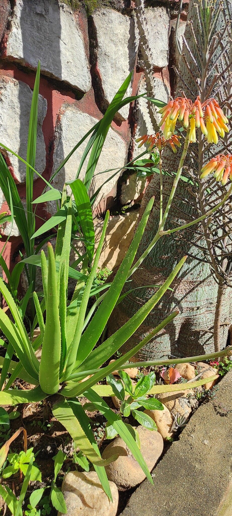 Aloe vatovavensis habit