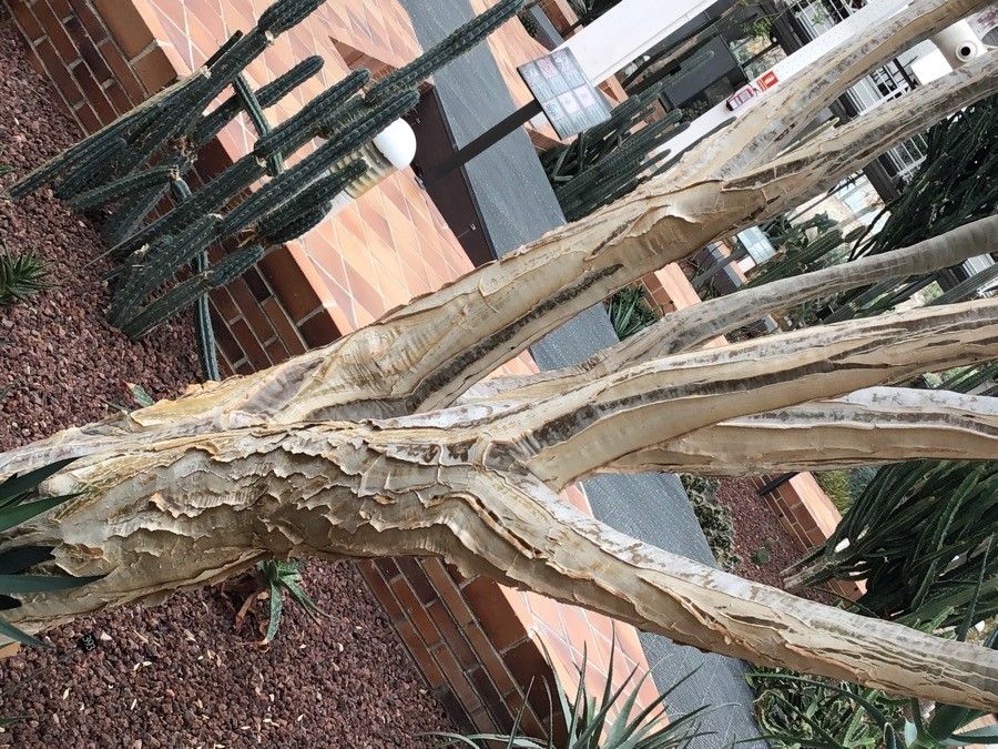 Aloe dichotoma bark