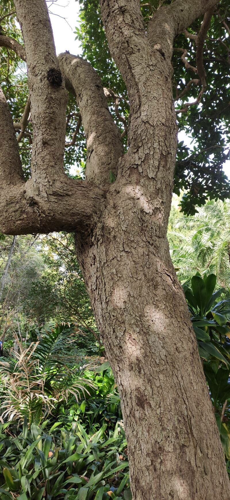 Pittosporum ferrugineum bark
