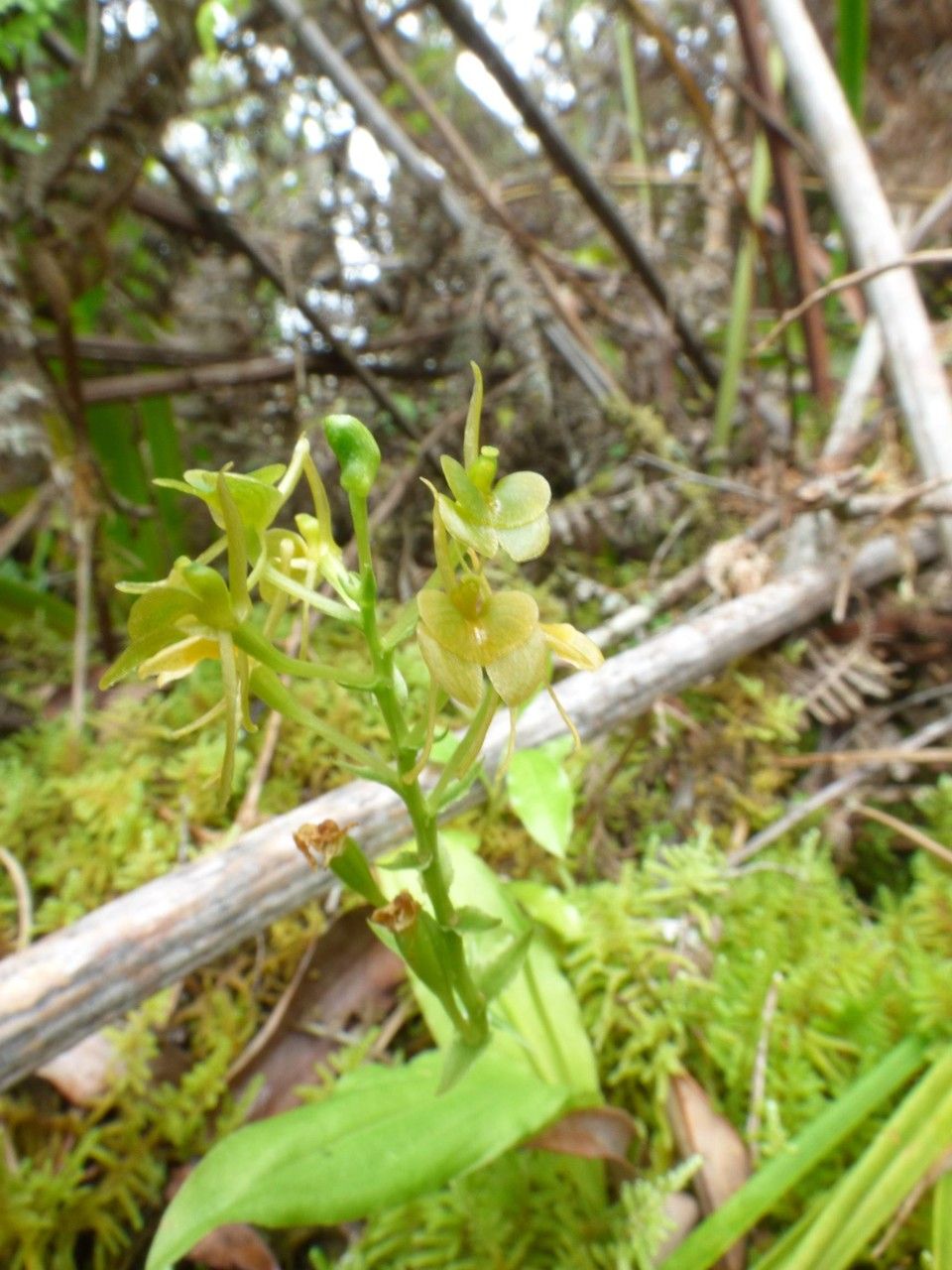 Liparis flavescens flower