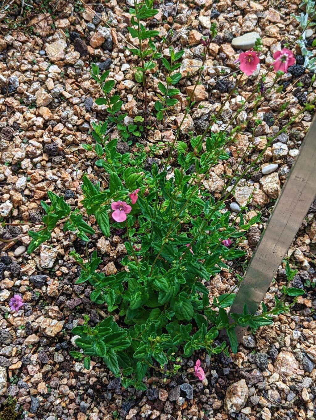 Diascia barberae habit