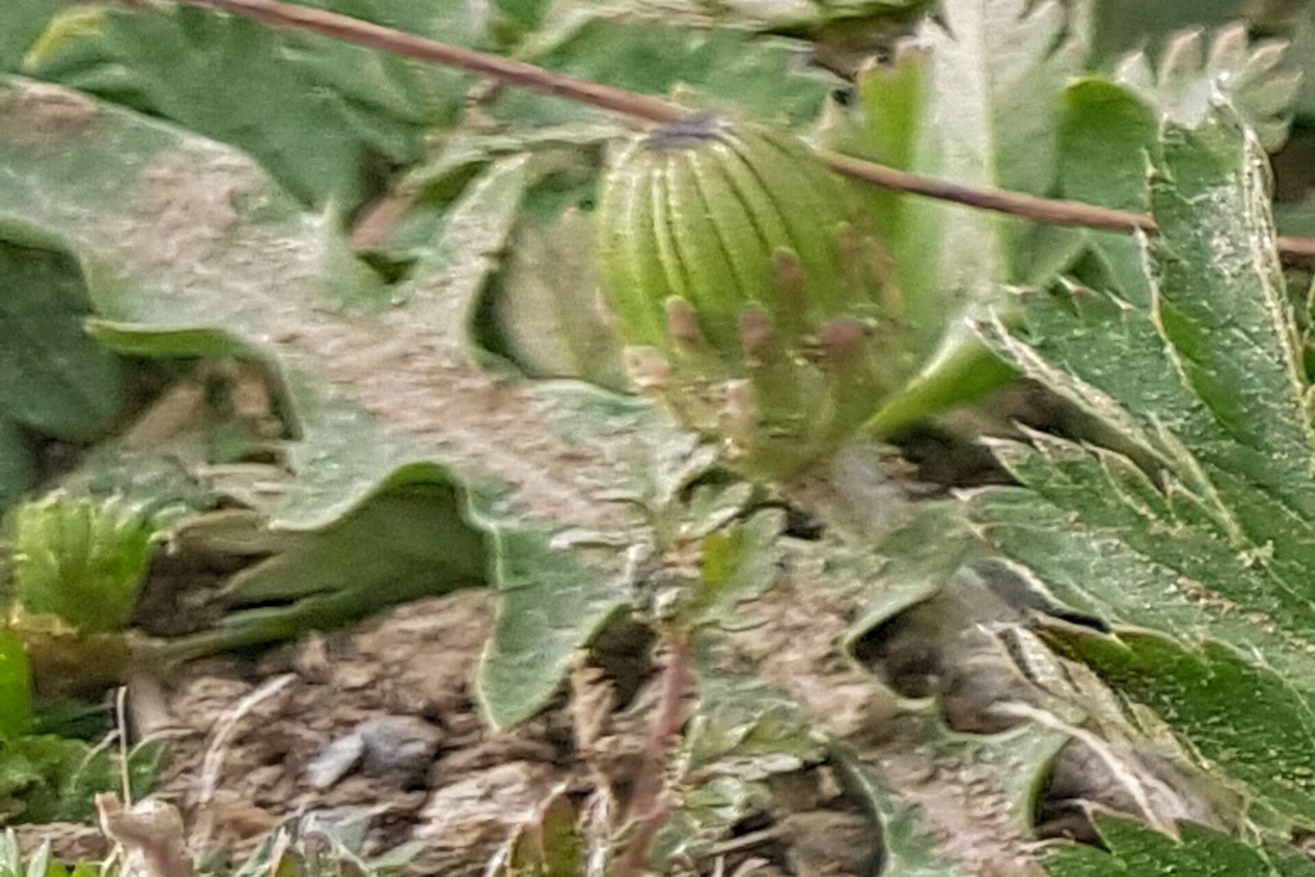 Taraxacum ceratophorum — houseplant care guide