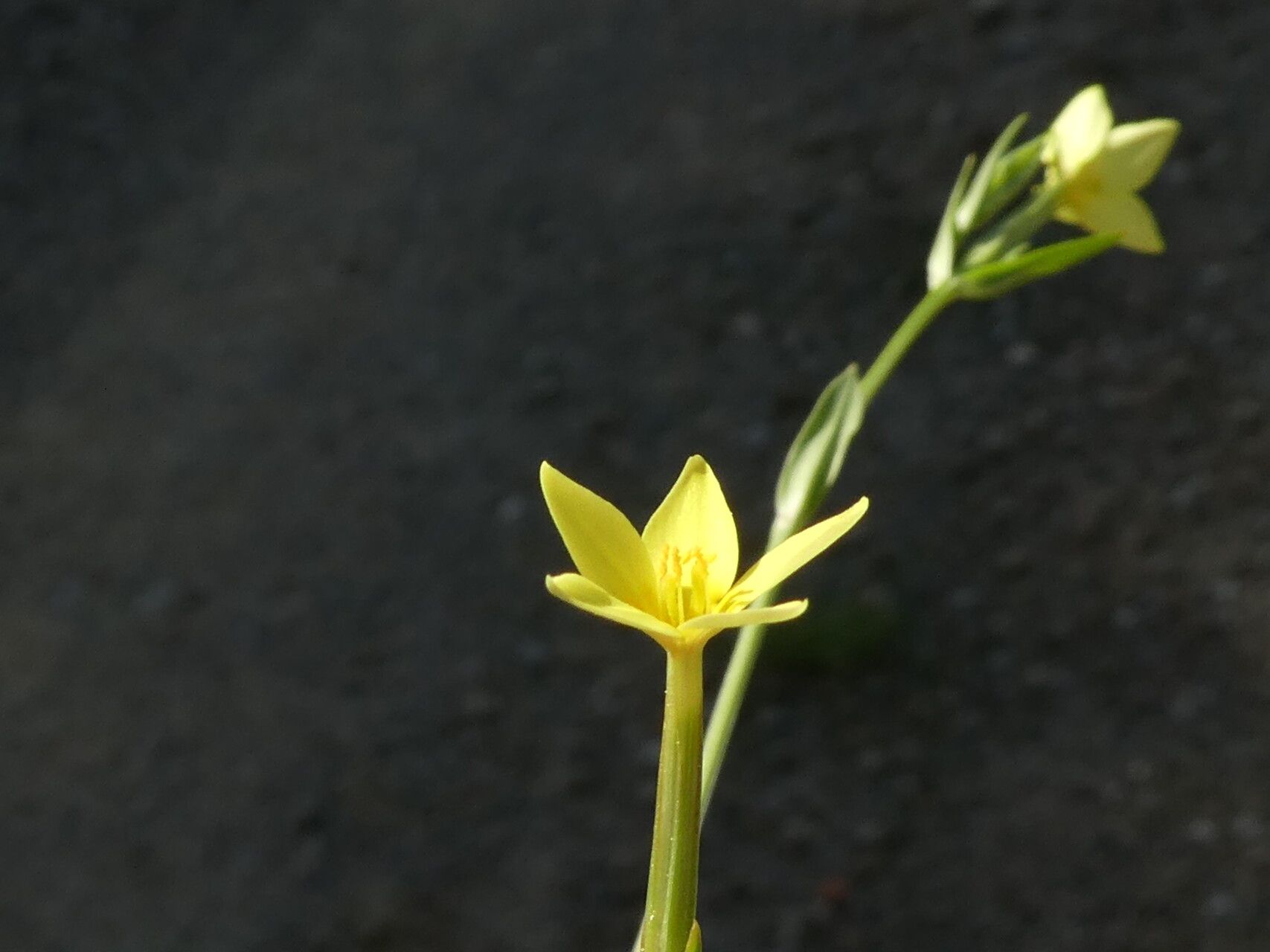 Centaurium maritimum bark