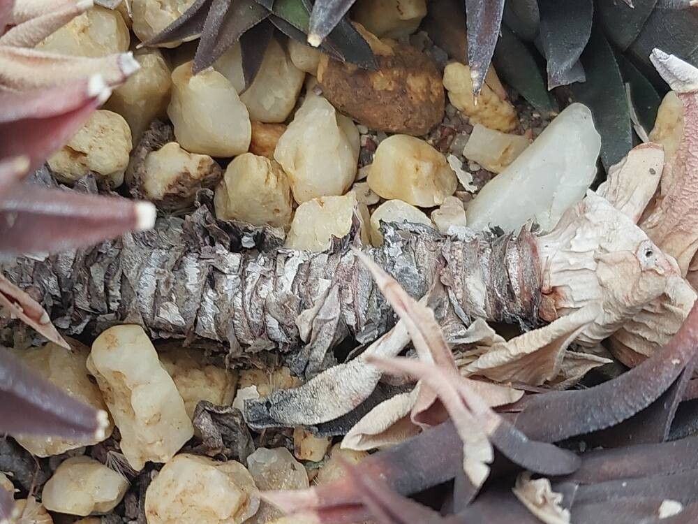 Haworthiopsis nigra bark