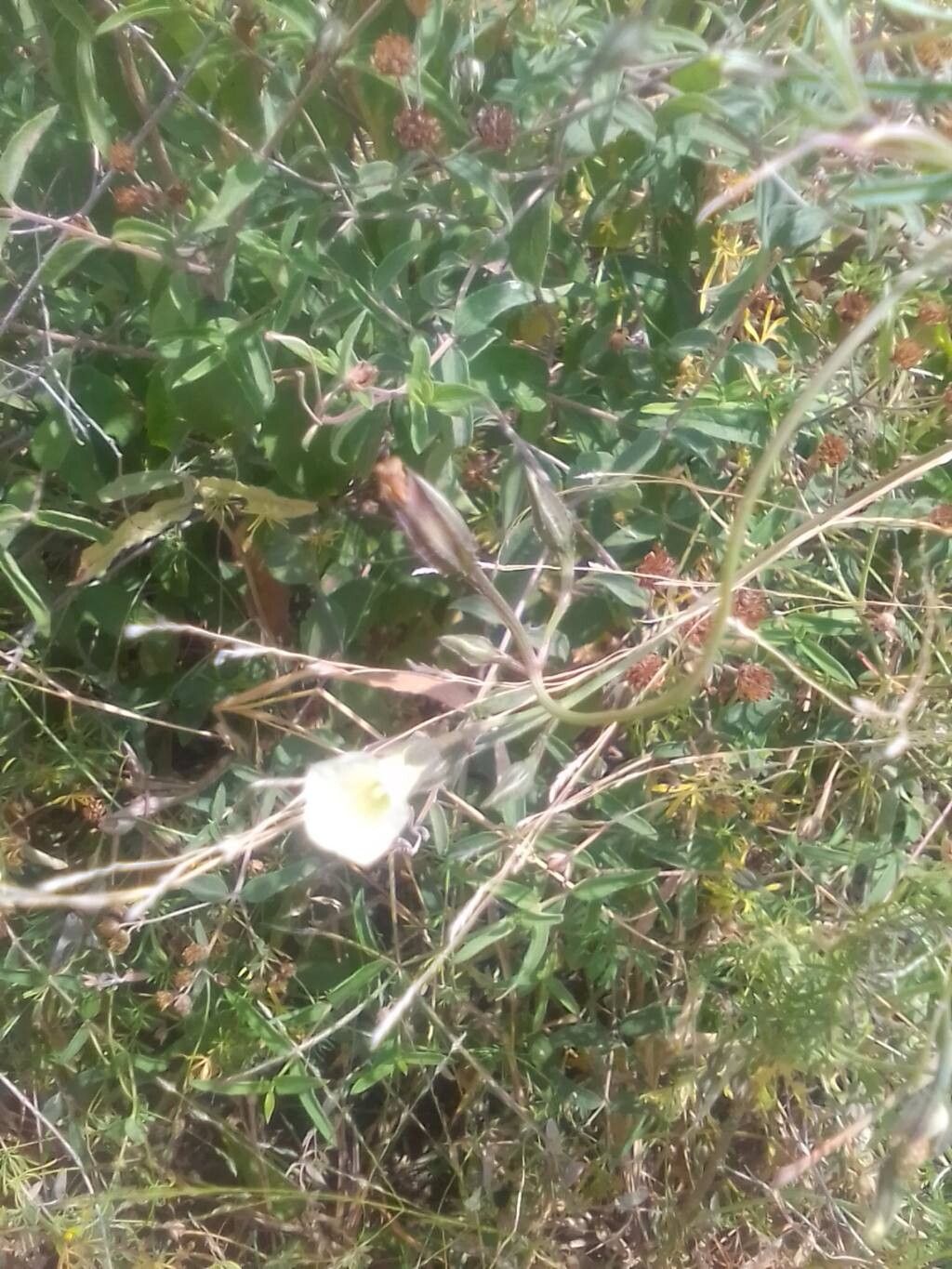 Ipomoea costellata flower