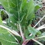 Beta vulgaris