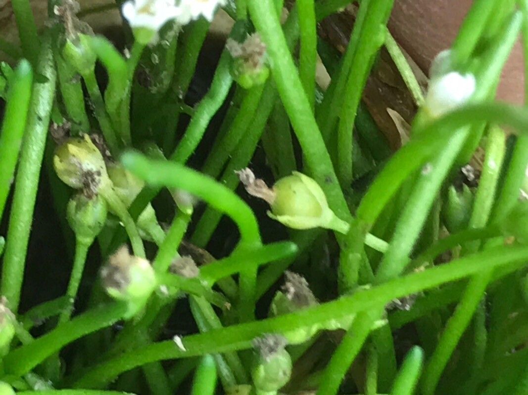 Limosella australis fruit