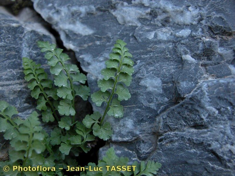 Asplenium x lessinense — houseplant care guide