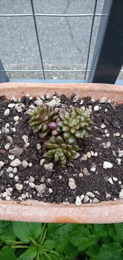 Anacampseros retusa — search result for 'Namibia'