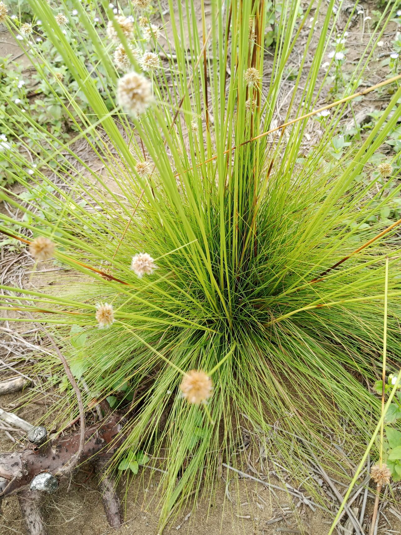 Bulbostylis laniceps leaf
