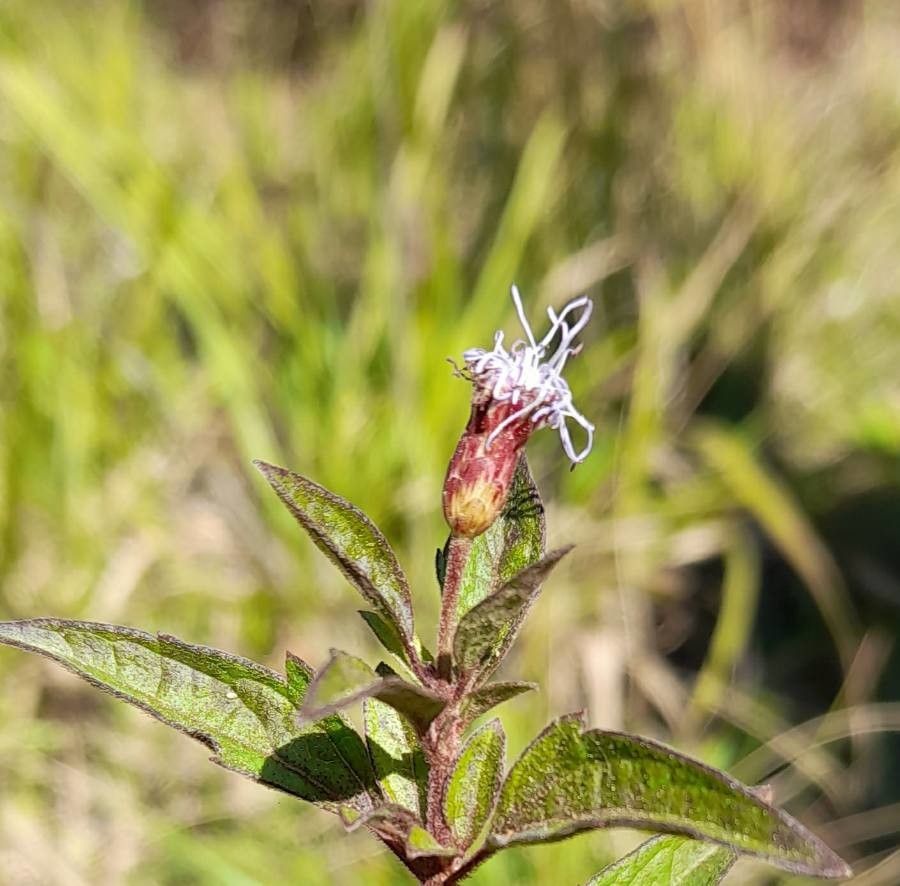 Chromolaena verbenacea flower