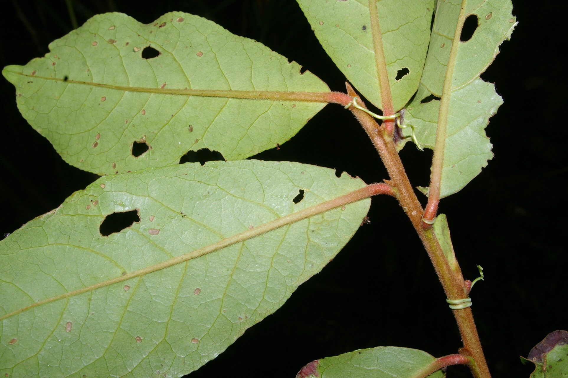 Symplocos serrulata — houseplant care guide