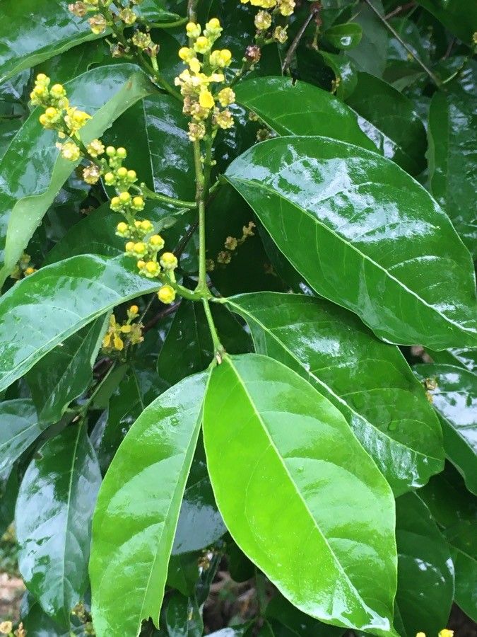 Bunchosia nitida leaf