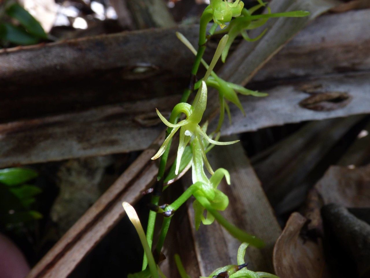 Angraecum calceolus flower