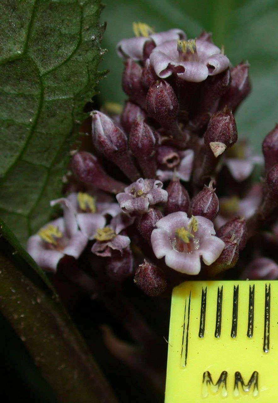 Ardisia pellucida flower