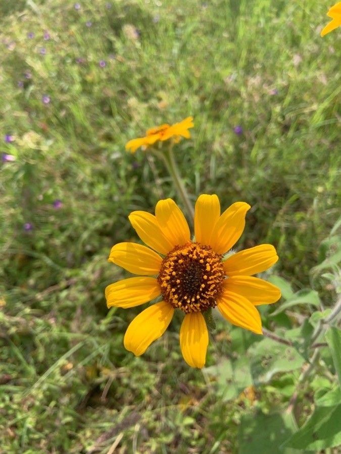 Tithonia tubaeformis flower