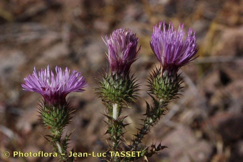 Carduus myriacanthus flower