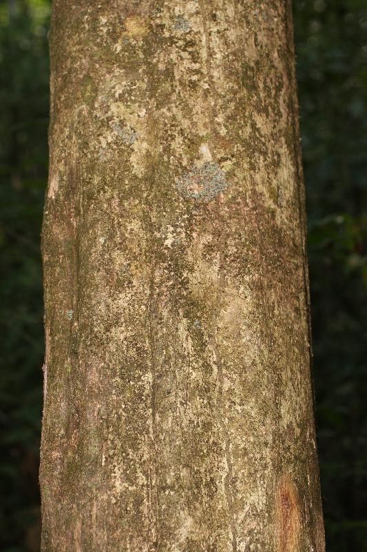 Hirtella bicornis bark