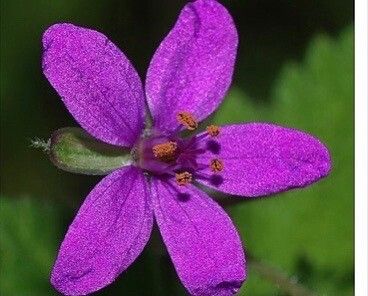 Erodium aethiopicum flower