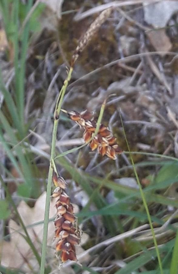 Carex limosa flower