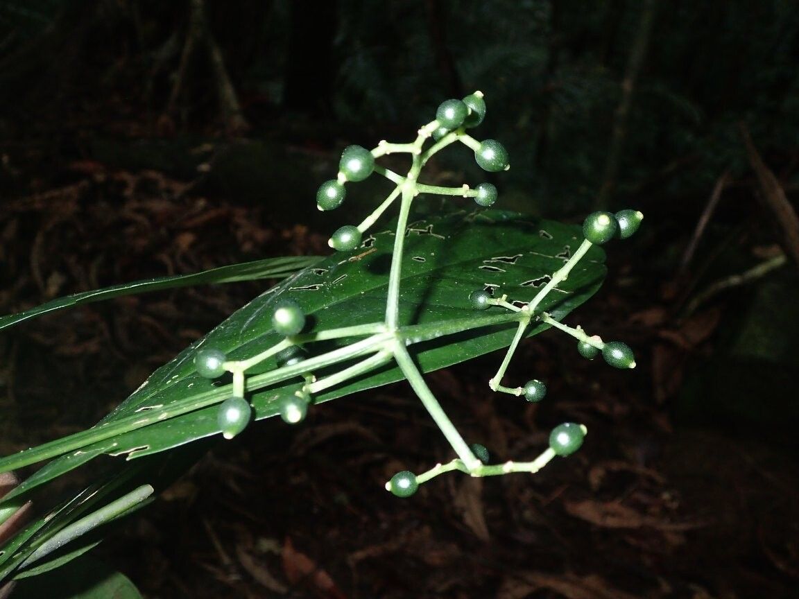 Psychotria molleri — houseplant care guide