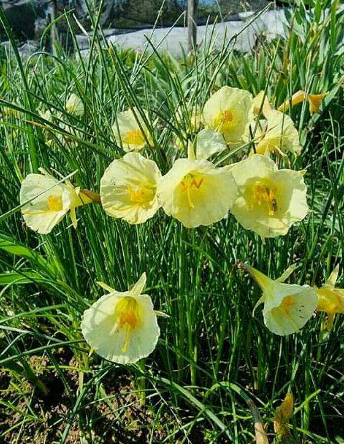 Narcissus romieuxii flower