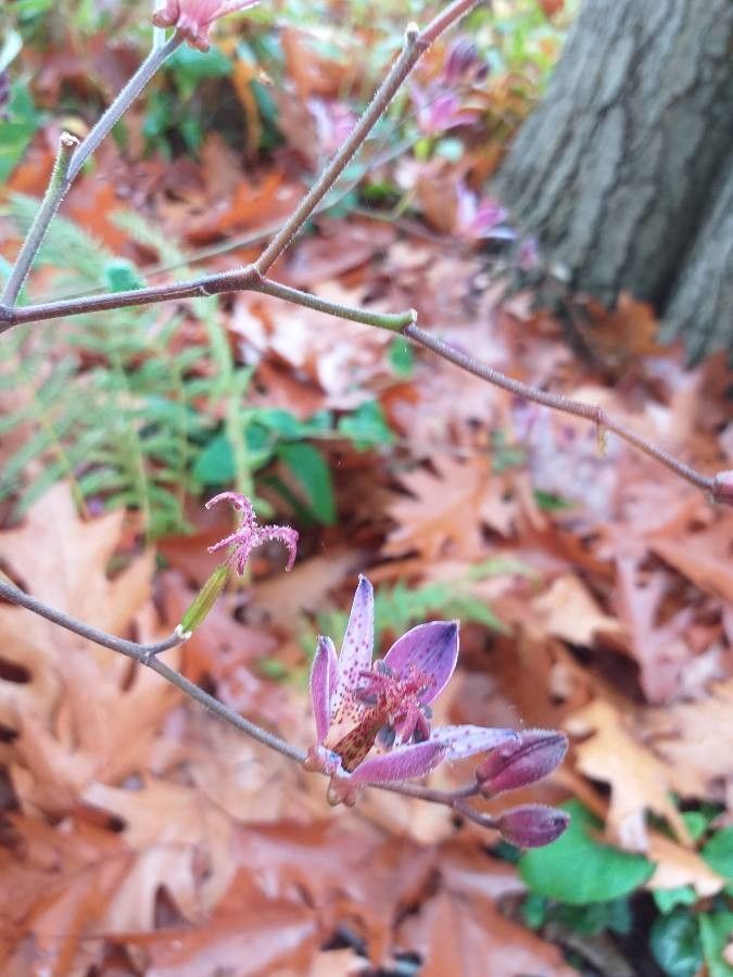 Tricyrtis lasiocarpa flower