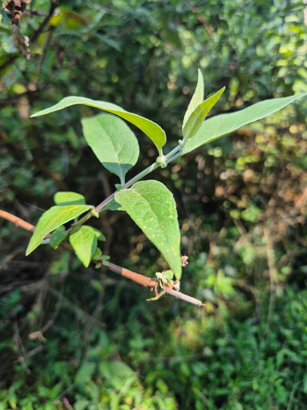 Buddleja polystachya — search result for 'Buddleja'