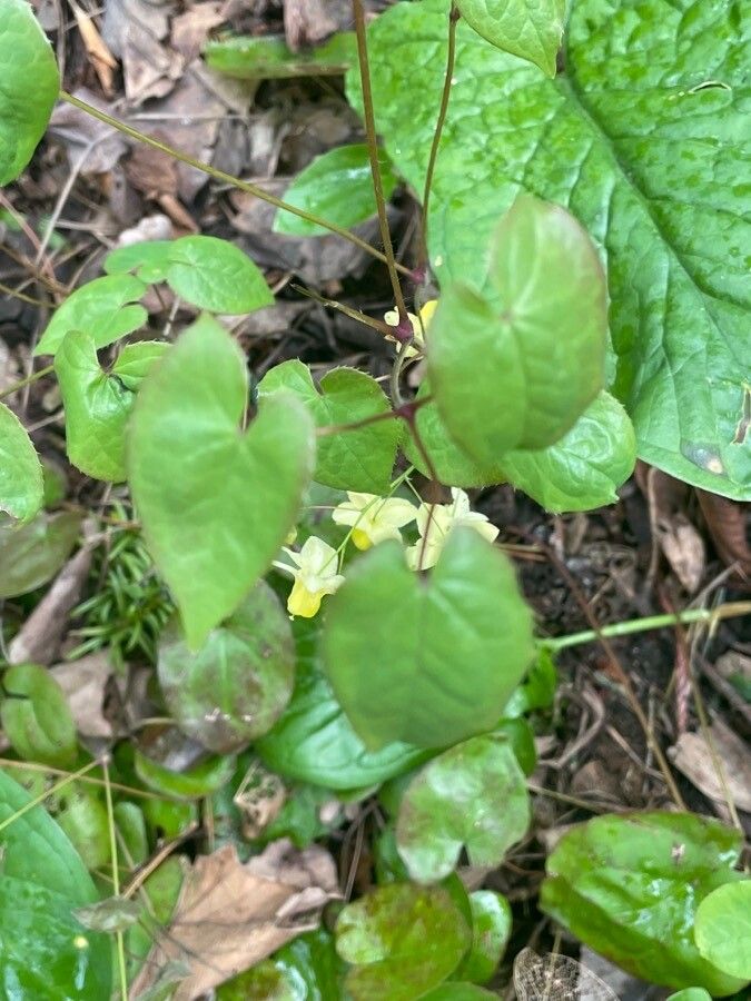 Epimedium alpinum — search result for 'Berberidaceae'