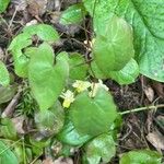Epimedium alpinum